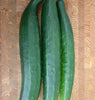CU392 Cucumber Tasty Green