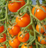 TM786 Sungold Tomatoes