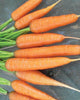 CR296 Carrot Scarlet Nantes