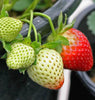 FR830 Strawberry Fresca