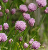 HR1065 Chives