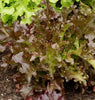 LT485 Lettuce Salad Bowl-Red
