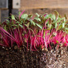 MG758 Microgreen Swiss Chard