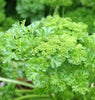 PL570 Parsley Forest Green