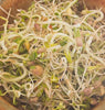 SS250 Salad Blend Sprouts