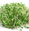 SS101 Alfalfa Sprouts