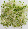 SS108 Brown Mustard Sprouts