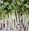 SS104 Broccoli Sprouts