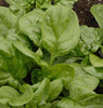 SP703 Spinach Olympia